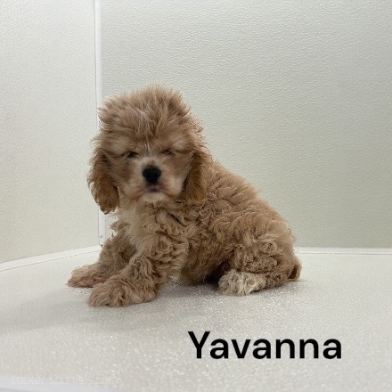 puppy, for, sale, Cocker Spaniel, Joe & Cherri  Overlease, dog, breeder, Miller, MO, dog-breeder, puppy-for-sale, forsale, nearby, find, puppyfind, locator, puppylocator, aca